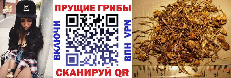Псилоцибиновые грибы Psilocybine cubensis  продажа наркотиков  Малгобек 